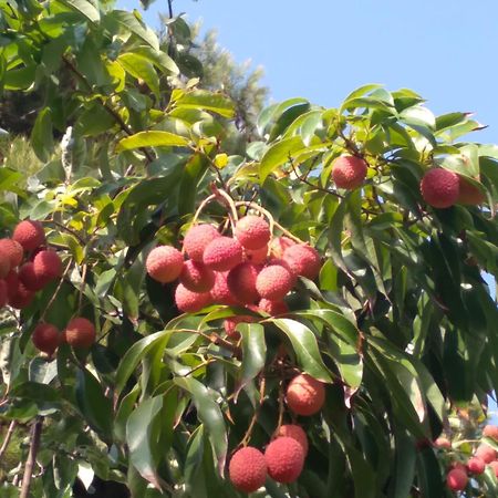 فيلا Cortijo Del Sidi موتريل المظهر الخارجي الصورة